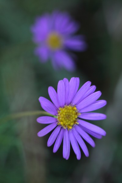 色彩艳丽的菊花图片(11张)