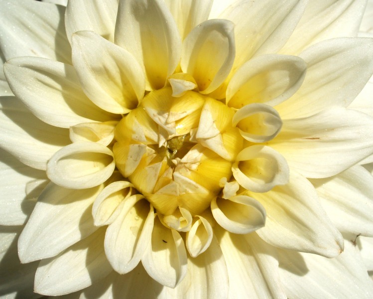 灿烂盛开的菊花图片(12张)