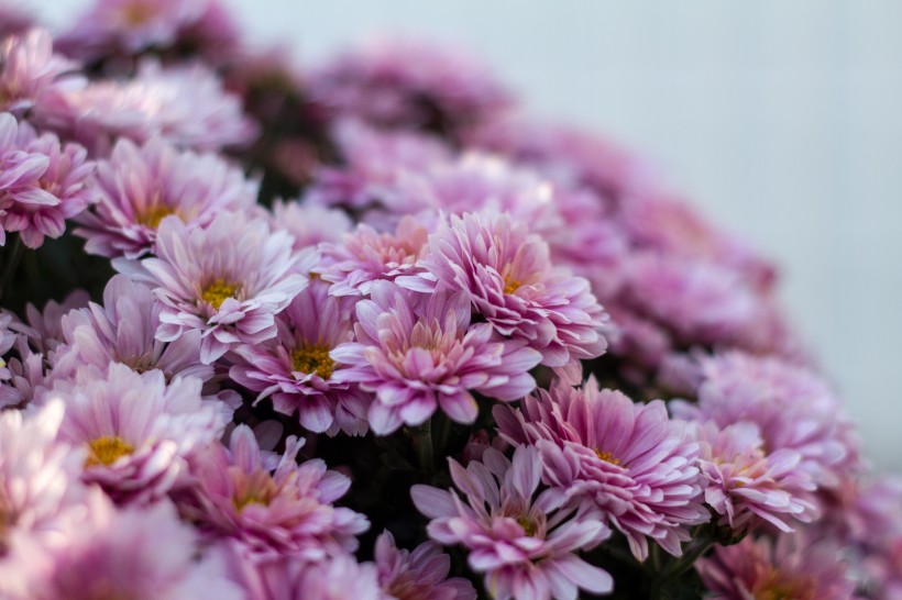灿烂盛开的菊花图片(12张)