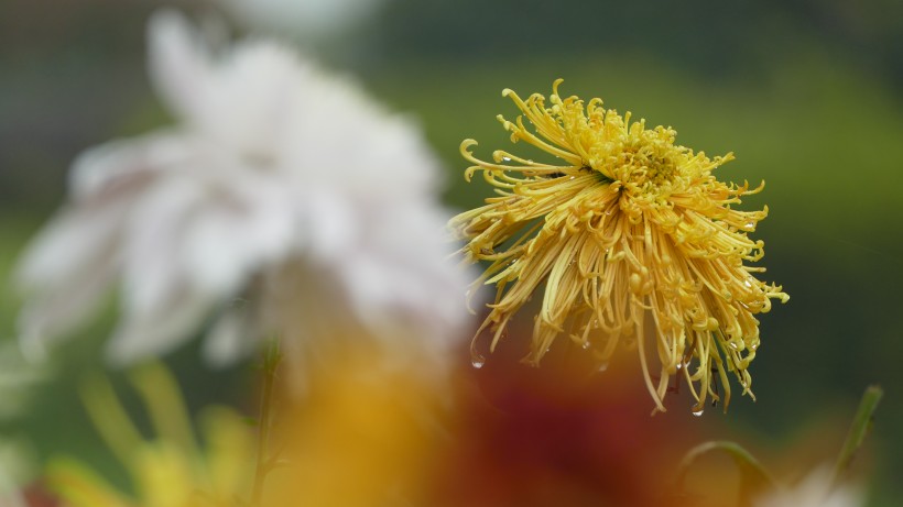 盛开的金色菊花图片(12张)