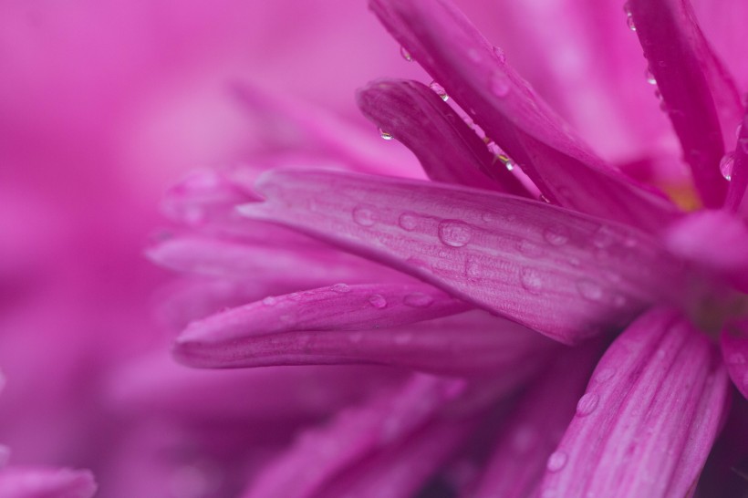 紫色菊花图片(10张)