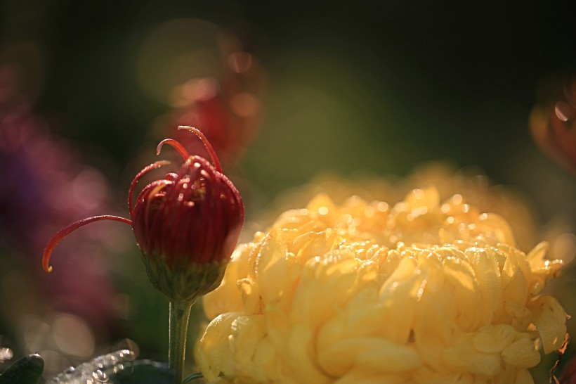 唯美菊花花瓣图片(12张)