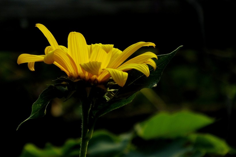 黄色菊芋图片(11张)