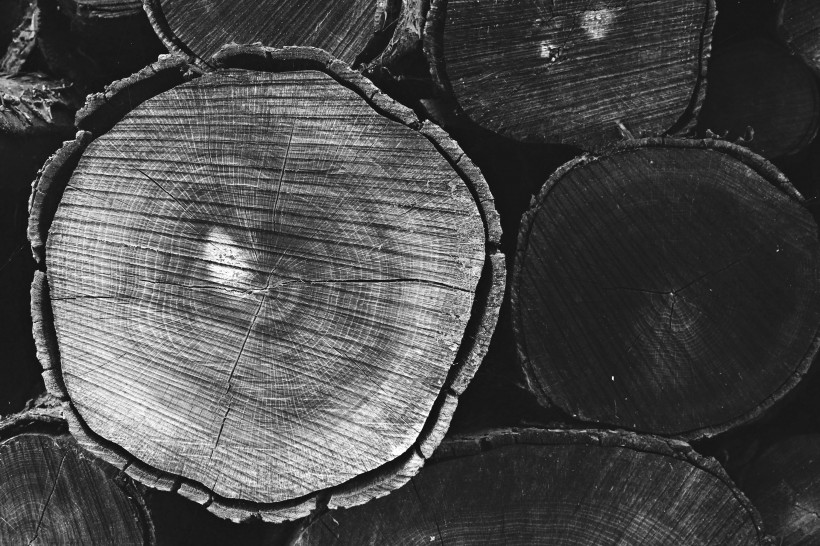 被砍伐的树木图片(15张)