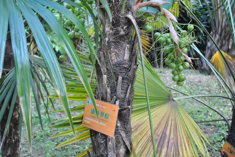 康科罗棕植物图片(3张)