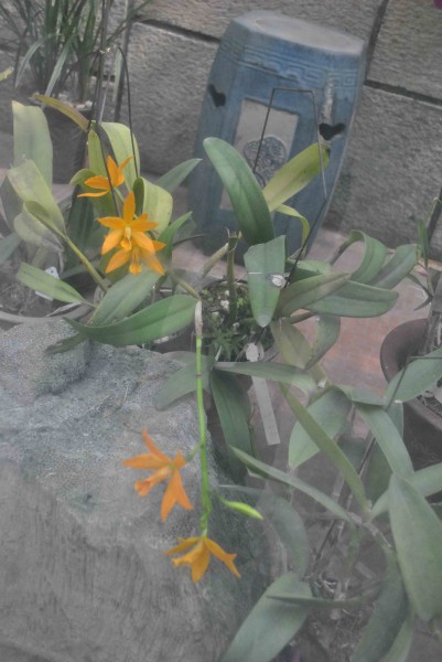 卡特兰花朵图片(9张)