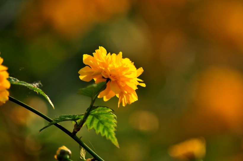 黄色高贵的棣棠花图片(14张)