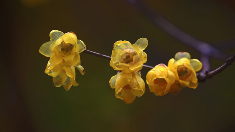 黄色腊梅花图片(11张)
