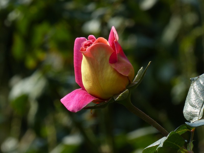 浪漫的玫瑰花图片(6张)