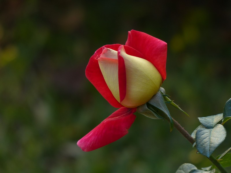 浪漫的玫瑰花图片(6张)