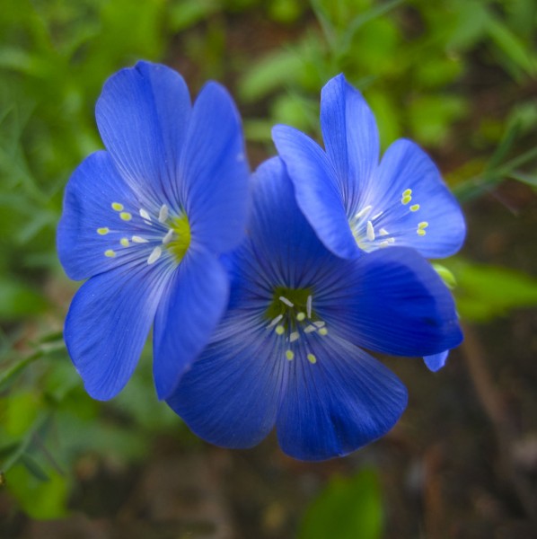 蓝花草-植物图片(5张)