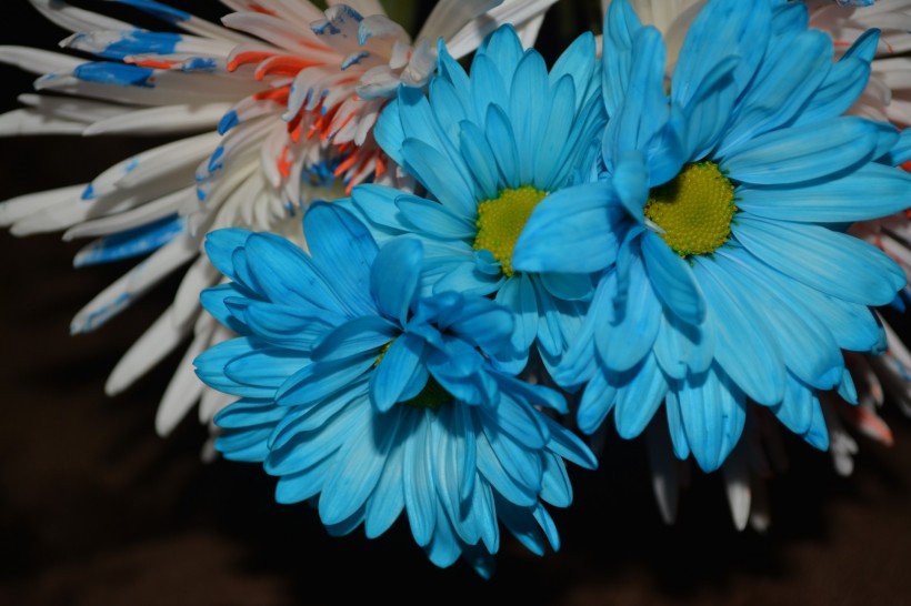 忧伤的蓝色菊花图片(13张)
