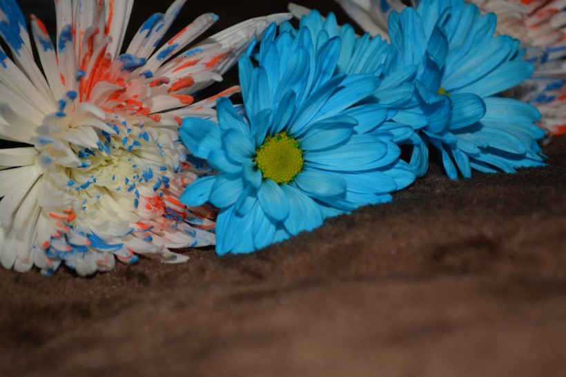 忧伤的蓝色菊花图片(13张)