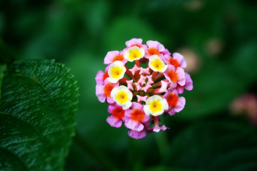 靓丽五色梅花卉图片(20张)