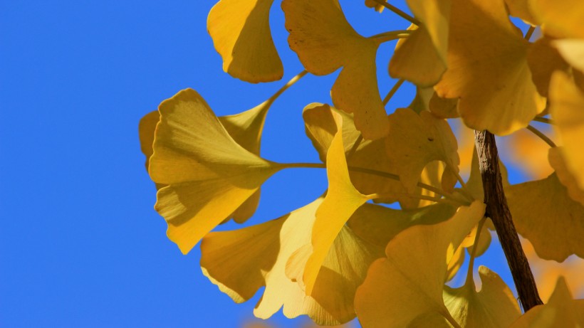 蓝天下的金黄树叶图片(8张)