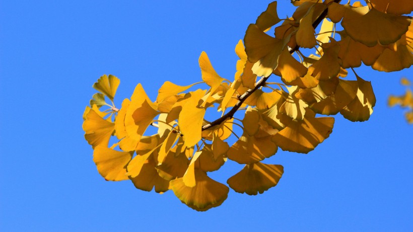 蓝天下的金黄树叶图片(8张)