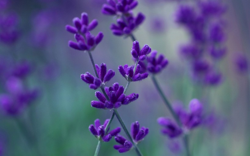 紫色薰衣草图片(10张)