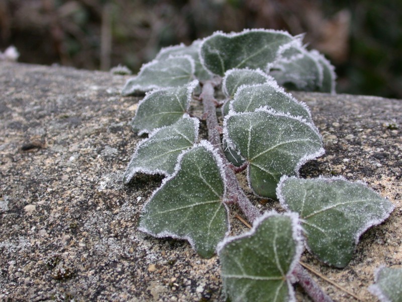 霜冻的叶子图片(15张)
