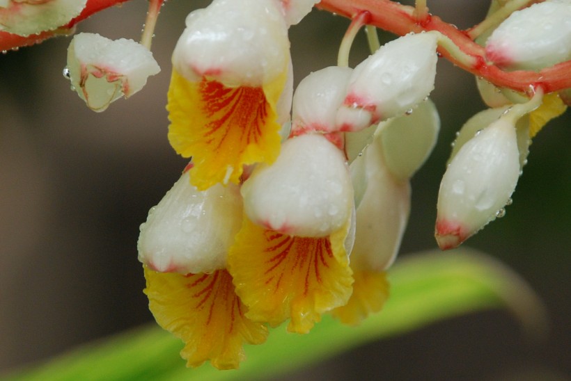 良姜花卉图片(7张)