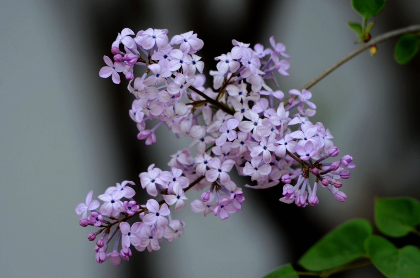 丁香花图片(9张)