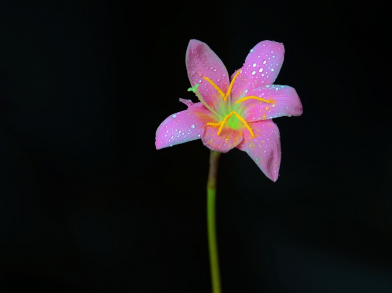 艳丽的橙色百合花图片(11张)