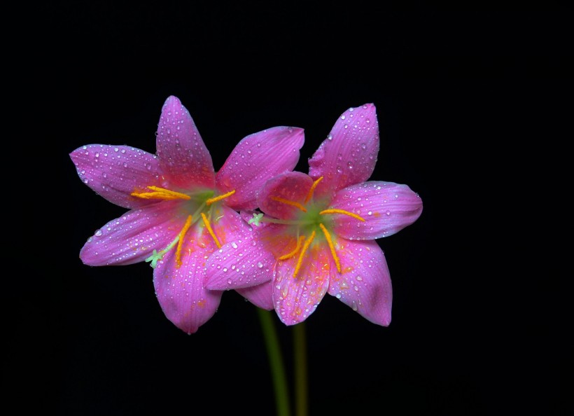 艳丽的橙色百合花图片(11张)