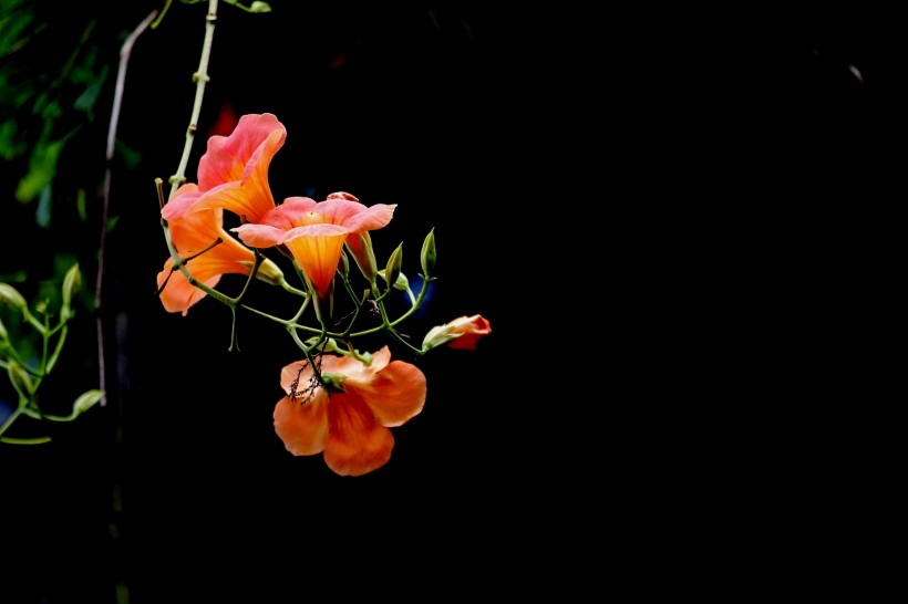 红色凌霄花图片(15张)