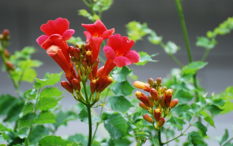 红色凌霄花图片(15张)