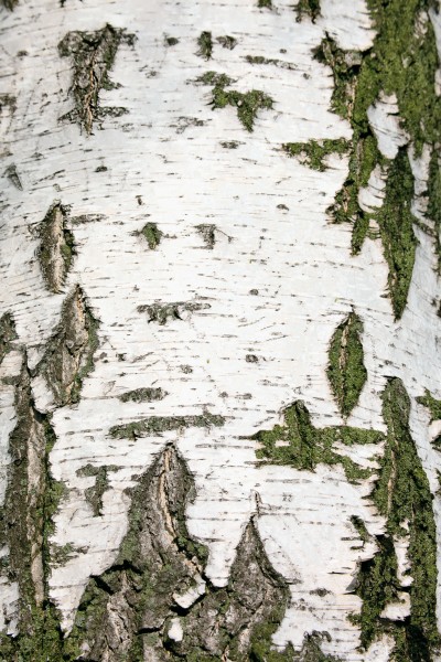 林间生机勃勃的树木图片(15张)