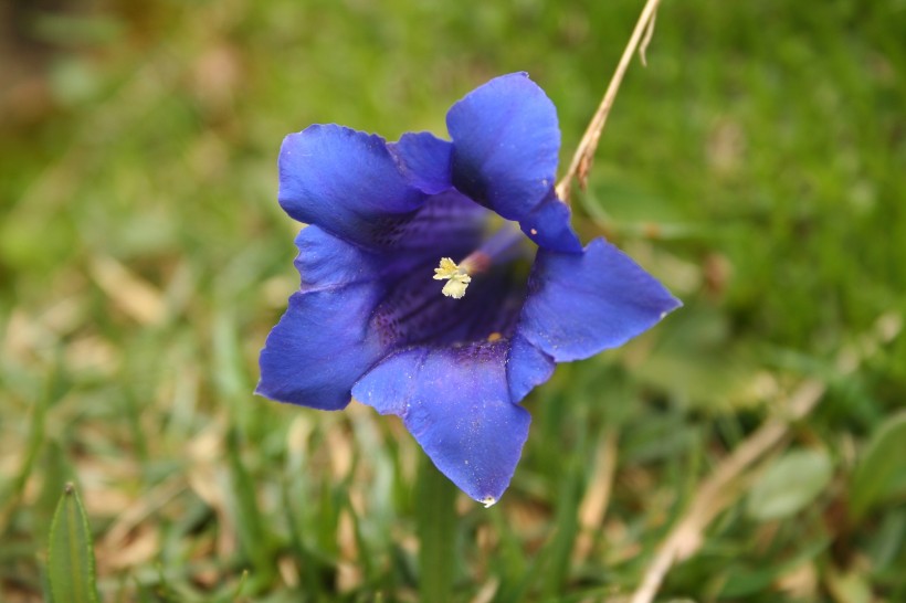 蓝紫色的龙胆花图片(12张)