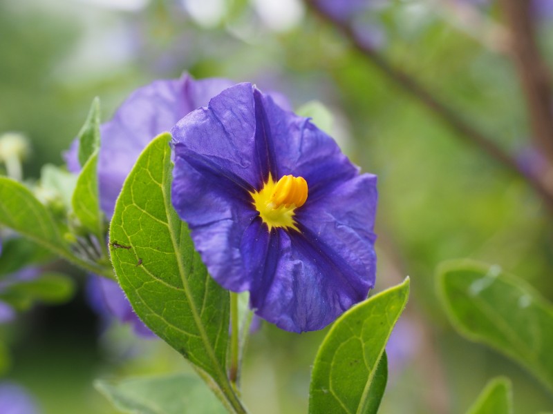 盛开的蓝紫色龙胆花图片(16张)