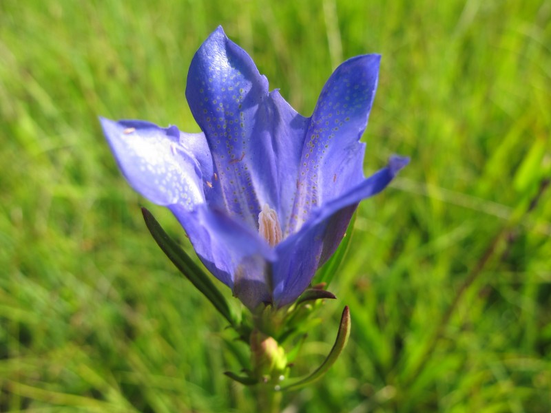 盛开的蓝紫色龙胆花图片(16张)
