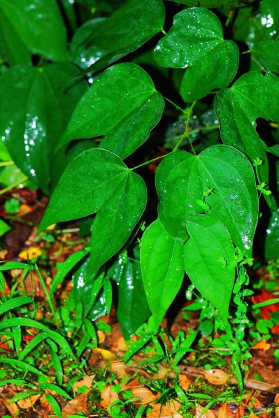 龙须藤-植物图片(5张)