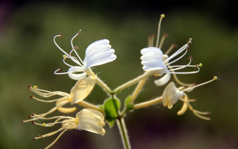 金银花图片(19张)