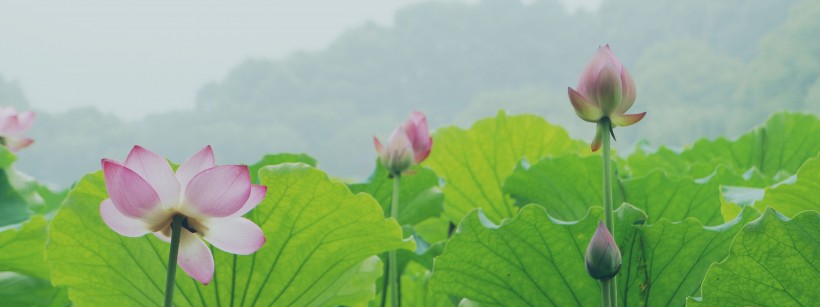 清香袭人的荷花图片(15张)