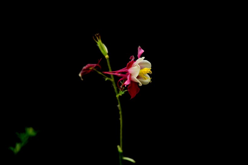 耧斗菜图片(19张)