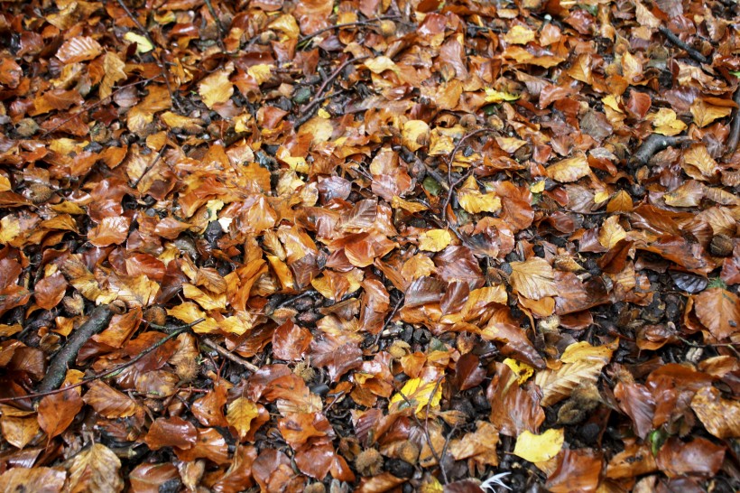 深秋泛黄的落叶图片(10张)