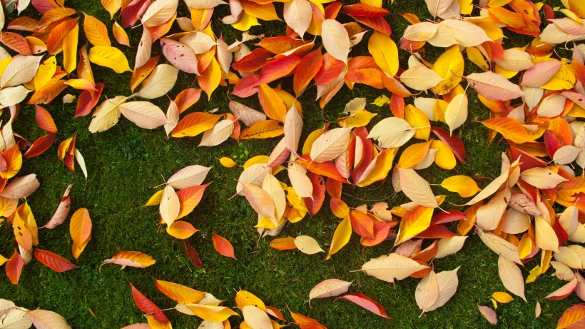 深秋的落叶图片(14张)