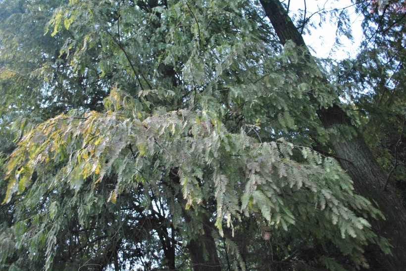 落羽杉植物图片(5张)