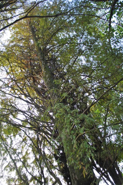 落羽杉植物图片(5张)