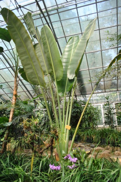旅人蕉植物图片(2张)