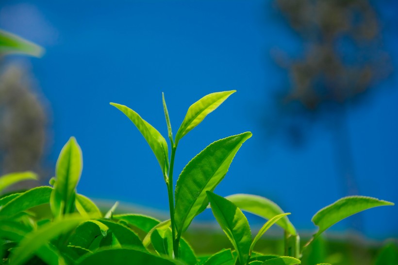 绿色茶叶植物图片(17张)