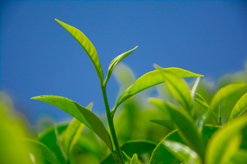 绿色茶叶植物图片(17张)