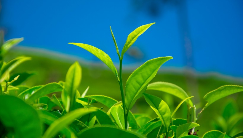 绿色茶叶植物图片(17张)