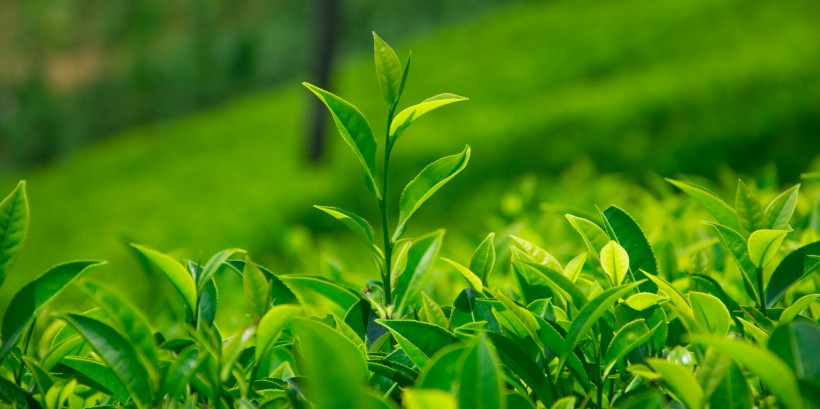 绿色茶叶植物图片(17张)