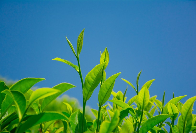 绿色茶叶植物图片(17张)