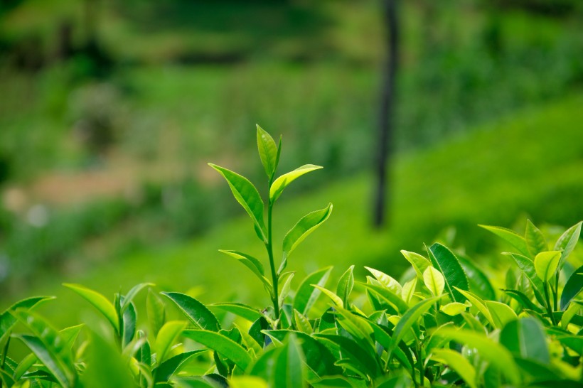 绿色茶叶植物图片(17张)