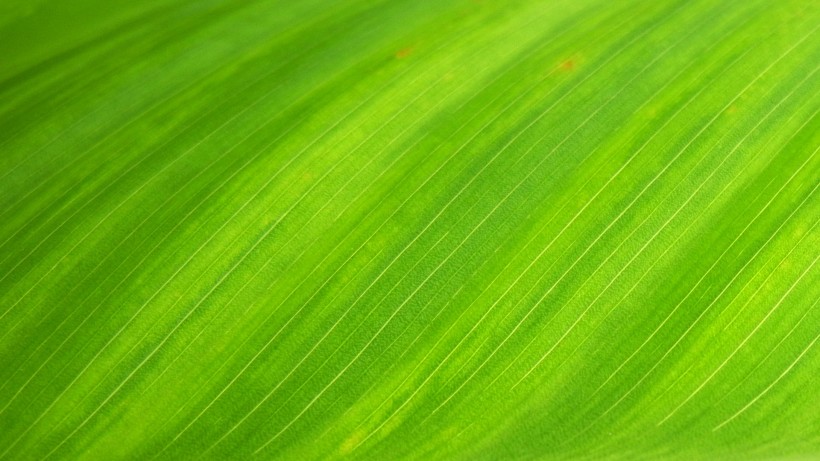 护眼的绿色植物图片(11张)