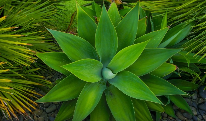 护眼的绿色植物图片(11张)