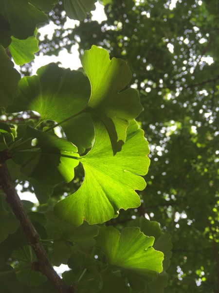 绿色的银杏树叶图片(13张)